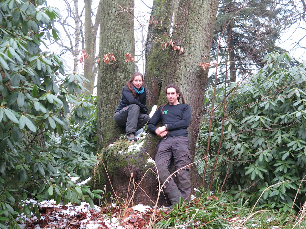 Baumpflege-Baumschnitt-Hamburg-Seevetal