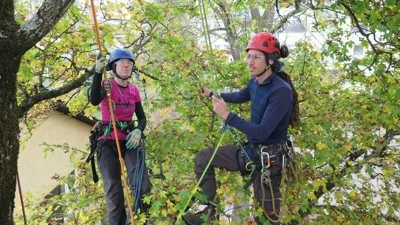 Kilpatrick-Baumpflege-Hamburg-Seevetal-Seilklettertechnik